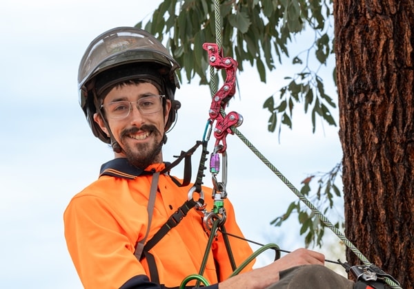 Stumps and Trees | Melbourne's #1 ﻿Tree and Stump Removal Company
